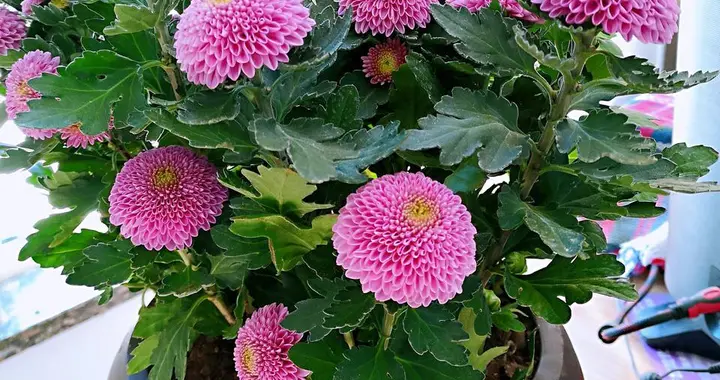 菊花盆栽冬季管理技术：做好这几点，来年花开更繁盛