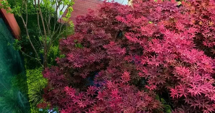 种一棵树，院子就活了