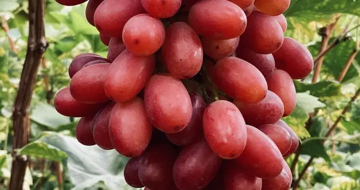 巨玫瑰葡萄品种特性与高效栽培技术解析