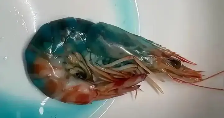 盒马蓝虾吓退顾客！“可食用” 三个字够吗？