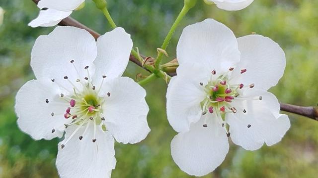 羽曰徵语：从这次放弃参赛资格，可以得出这