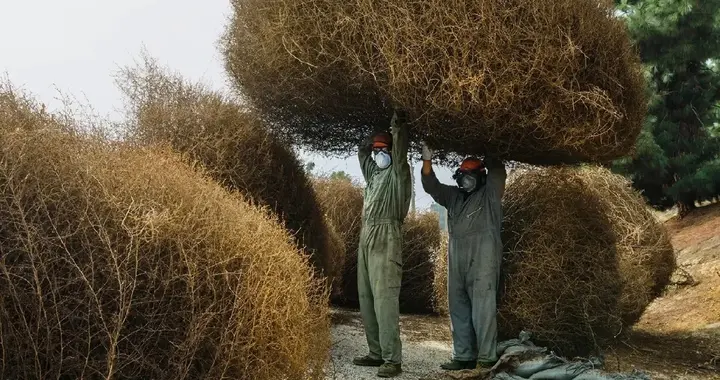 风滚草：令美国深受困扰的“植物流浪汉”