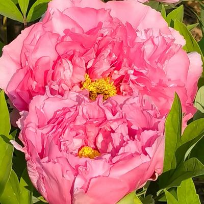 热心崔大夫：https://mp.wei