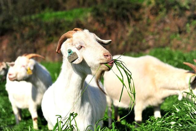 新手养羊选择繁育还是育肥