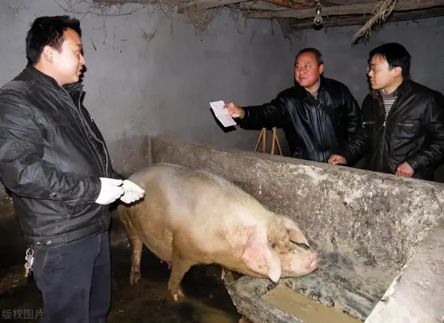 强烈建议：农民养猪要办证，无证不得养猪