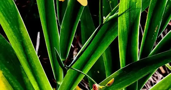 《辅行诀》五脏补方，体虚为实，用虚为虚‌