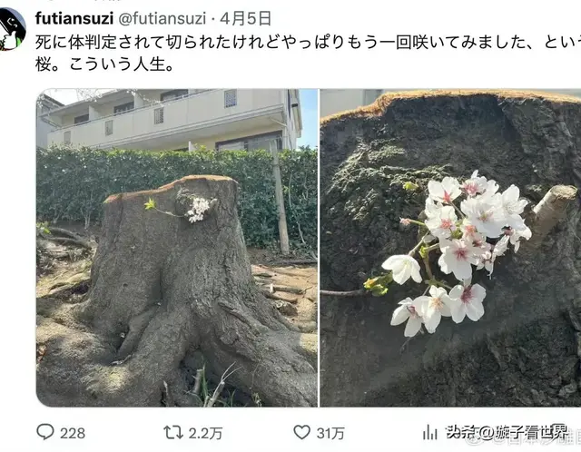 日本一棵樱花树的绝地反杀，这棵树，也教我的断舍离哲学…