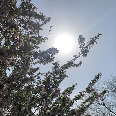 闲人：万寿公园看花继