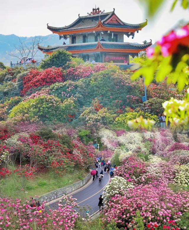 贵州毕节百里杜鹃，治好了我的“花海内卷焦虑”！