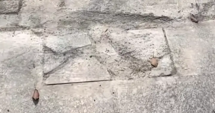 欺负人，女子店门前地砖被隔壁撬走，一问竟说：“你家的好撬”