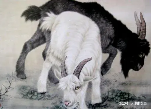 属羊人，就在本月“大囍包抄”，跑都跑不掉，马上就出“大事情”