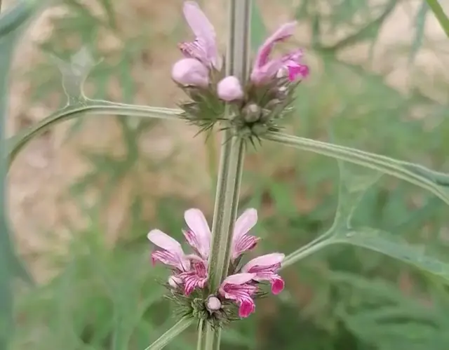 藏红花的平替：益母草，是妇女之友。听名字就知道，谁用比较好。