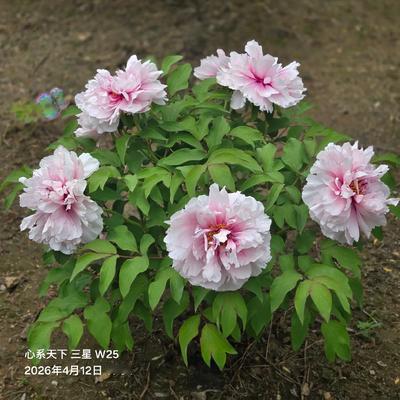 华夏武哥武玉强：人间最美四月天，四月天里