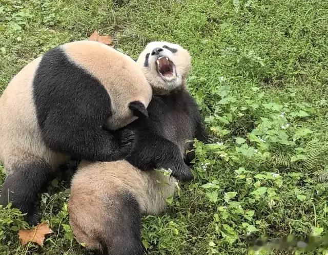 大熊猫叻叻和青仔分家啦！就像我们毕业时各奔东西，以后好好吃饭