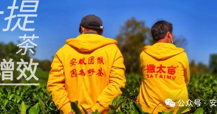 2026年中国出口茶行业展望