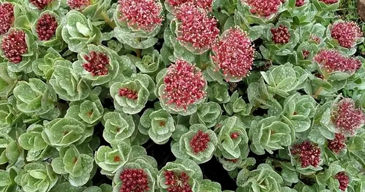 《抱朴子》精句选摘：养生，为官，为人之道