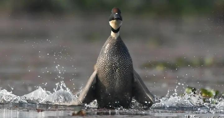 水泽间的罗纹诗行——镜头下的罗纹鸭与它的世界
