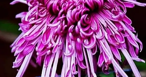 大唐掘墓人——黄巢