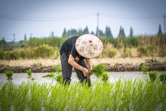 四月初九晒晴天，猪狗都嫌高粱面！老祖宗的农谚咋说？看完笑了