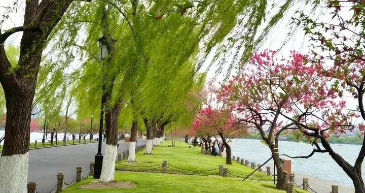 极致绚烂的杭州之春