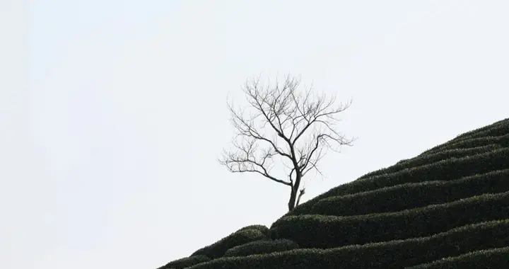 开盘暴涨——AMD"黄埔军校"走出的国产GPU第三极