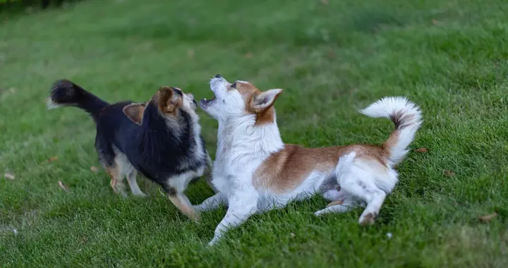 狗都能教好孩子，有些人却做不到