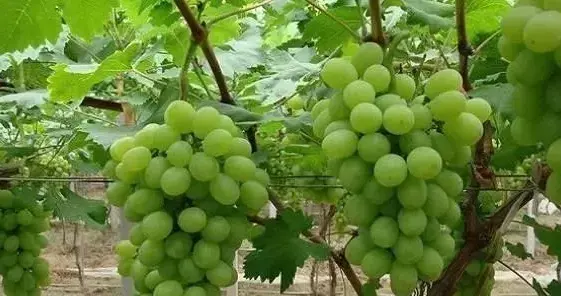 葡萄灰霉病、霜霉病的综合防治技巧，赶快来学习吧