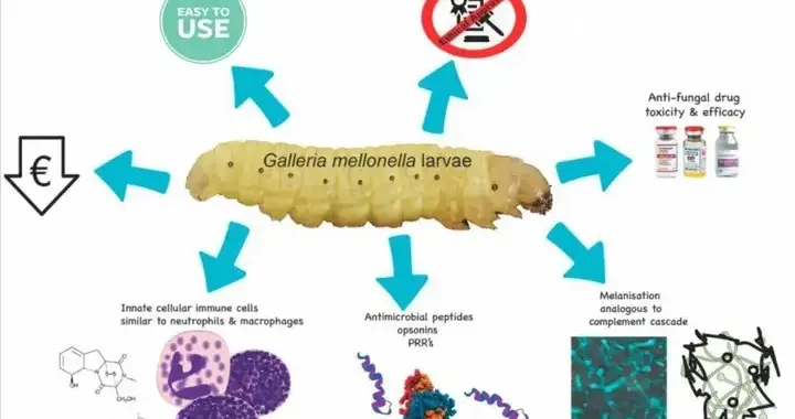 塑料垃圾有救了？地球上有专门吃塑料的虫子，为什么没普及？