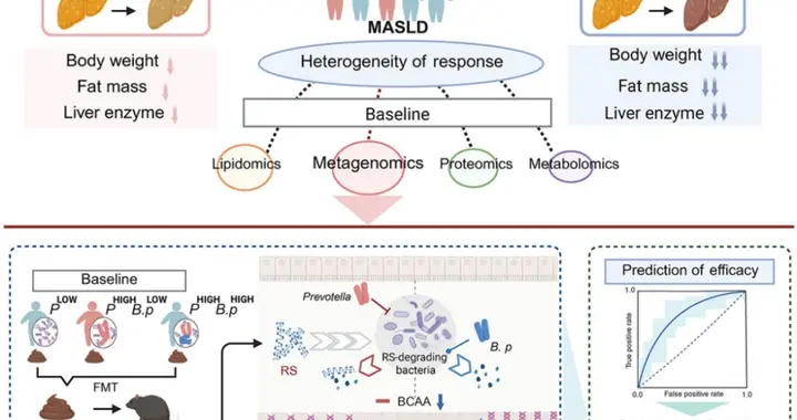 抗性淀粉竟能护肝？顶刊实锤：16周肝脂降30%，但这样补才有效！