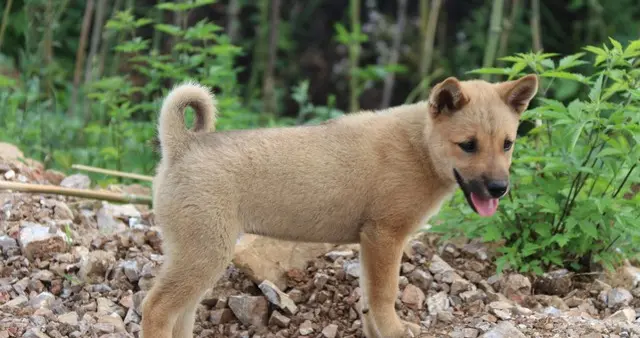 你遇见过通人性的动物吗？一只土狗的十年守护记