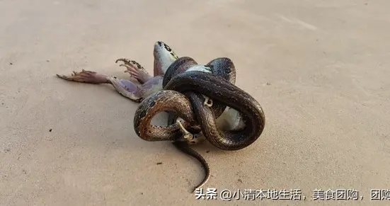 丈夫以为妻子是蛇打斗至27