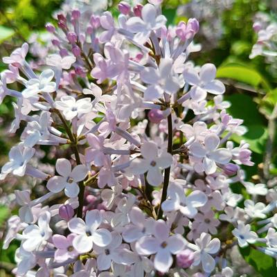 星落桃花源：丁香花的香气太浓郁了