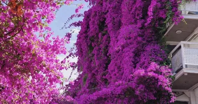云南一户人家门口的花，开出了五层楼的“瀑布”，太壮观了