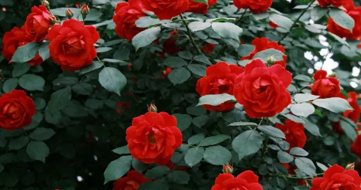 96岁姐弟恋夫妻相伴77年没吵过架！