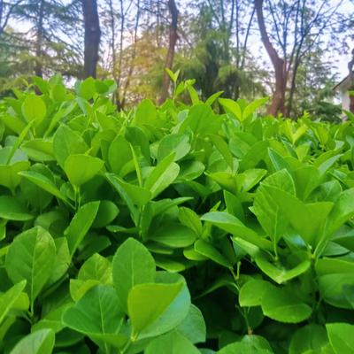 清清图文：风里已经有