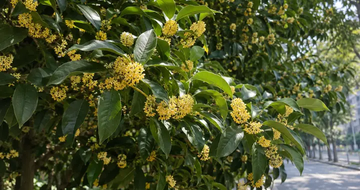 紧急提醒！路边桂花不要采、不要吃！暗藏虫卵，存在重金属污染风险！
