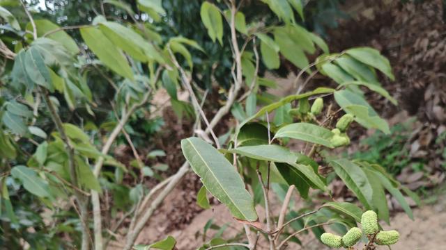 华生：荔枝季深度观察:如何让每一颗红荔都