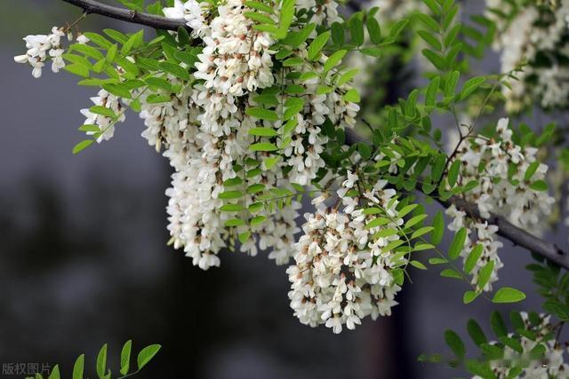 槐花再次成为关注对象！医生忠告：槐花有5个功效，但4类人管住嘴