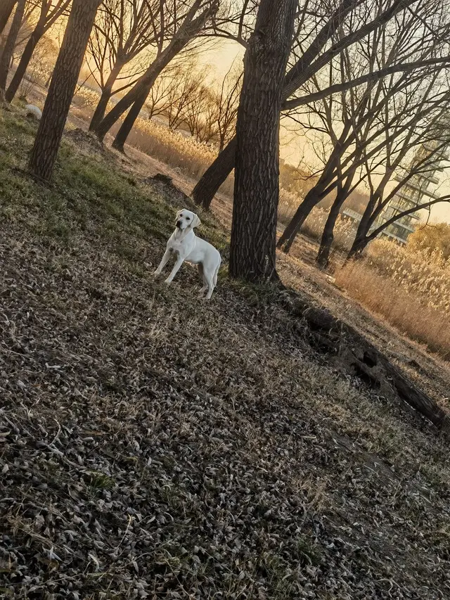 逛狗市，需要大心脏