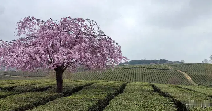 贵阳郊区有一个农场：有2万亩的茶海景观，点缀着遗世独立的樱花