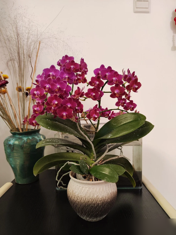 青岛小伙养15年蝴蝶兰成“花树”，网友：这也太牛了吧！