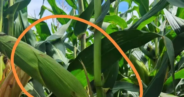 白轴黄粒半马齿大穗型玉米“大天318”，好多人都在找的新品种