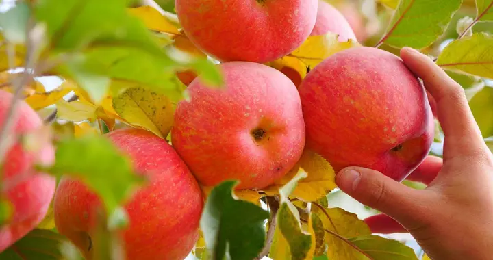 中国哪里的苹果最好吃？这5个地方的苹果上榜，看看有没有你家乡