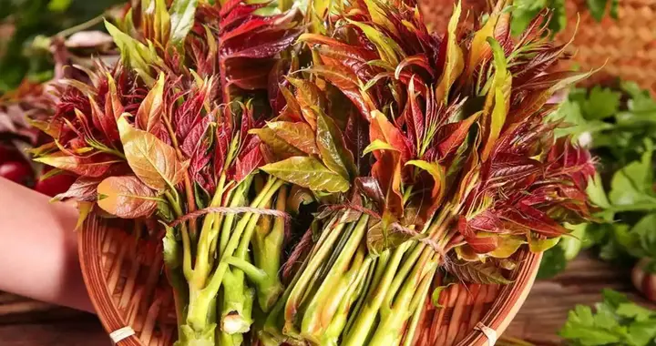 又一起吃香椿中毒！医生再三提醒：春季吃香椿的人，或要警惕3点