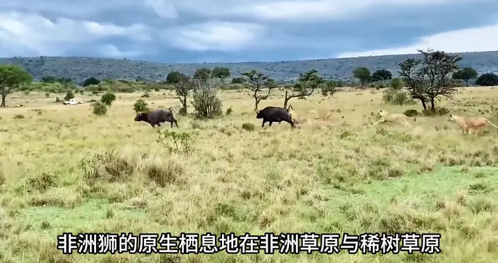 广州一野生动物园非洲狮暴雨中原地静立成落汤狮，它为何不...
