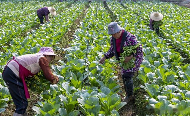 3月到5月，从早到晚能依次种植哪些蔬菜？几十种蔬菜全都在这里