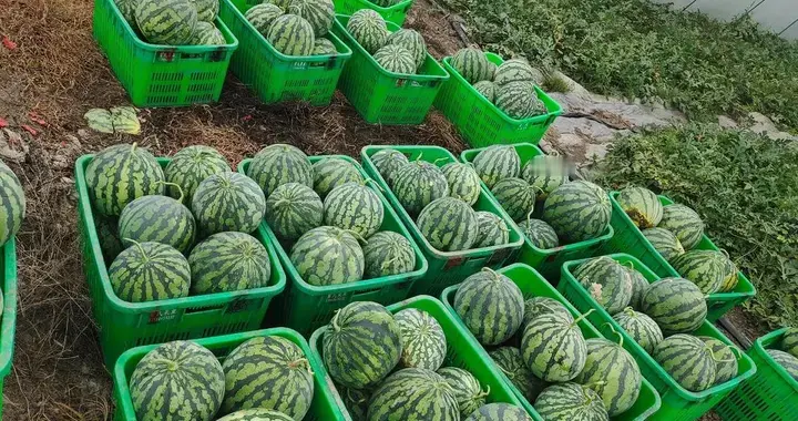 外网彻底懵了：中国卖不掉的西瓜，为什么到最后全城都在买？