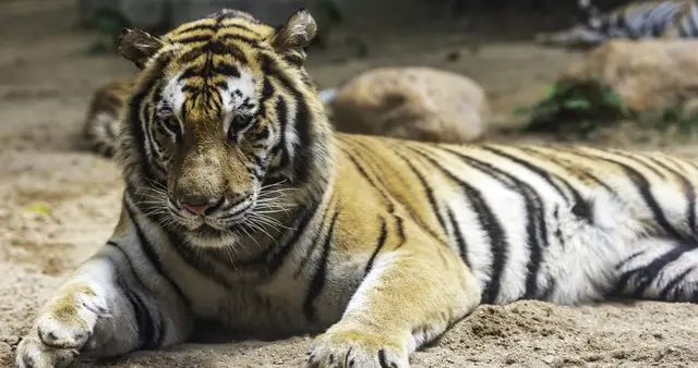 快来看看你们今年都会不会发大财？