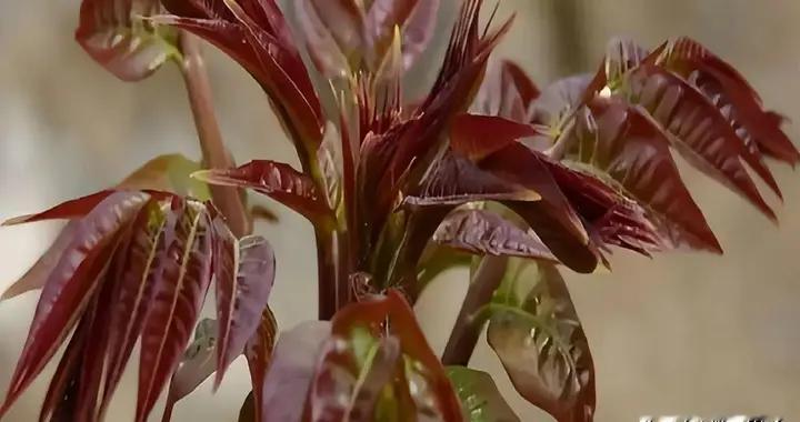 香椿逆袭！40小时竟能清除体内55%有害菌群？