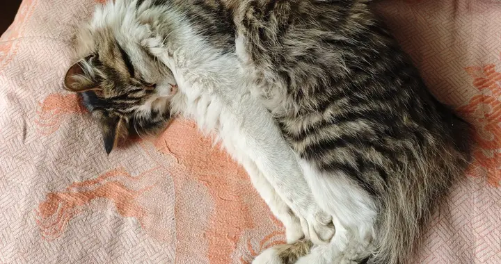 救命！我家花妞睡成这样也太可爱了吧